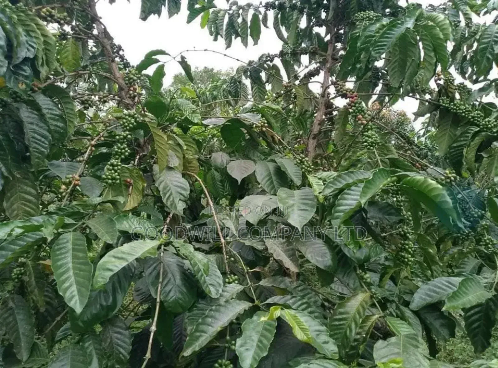 15 Acres for Sale Kikonge Mityana Road in Central Division