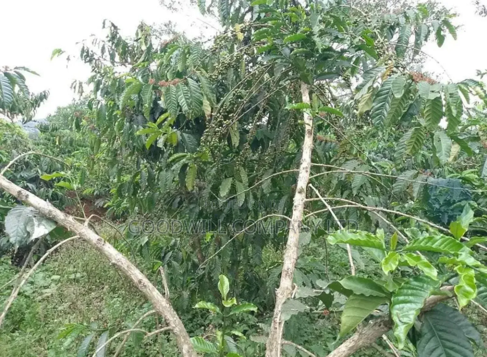 15 Acres for Sale Kikonge Mityana Road in Central Division