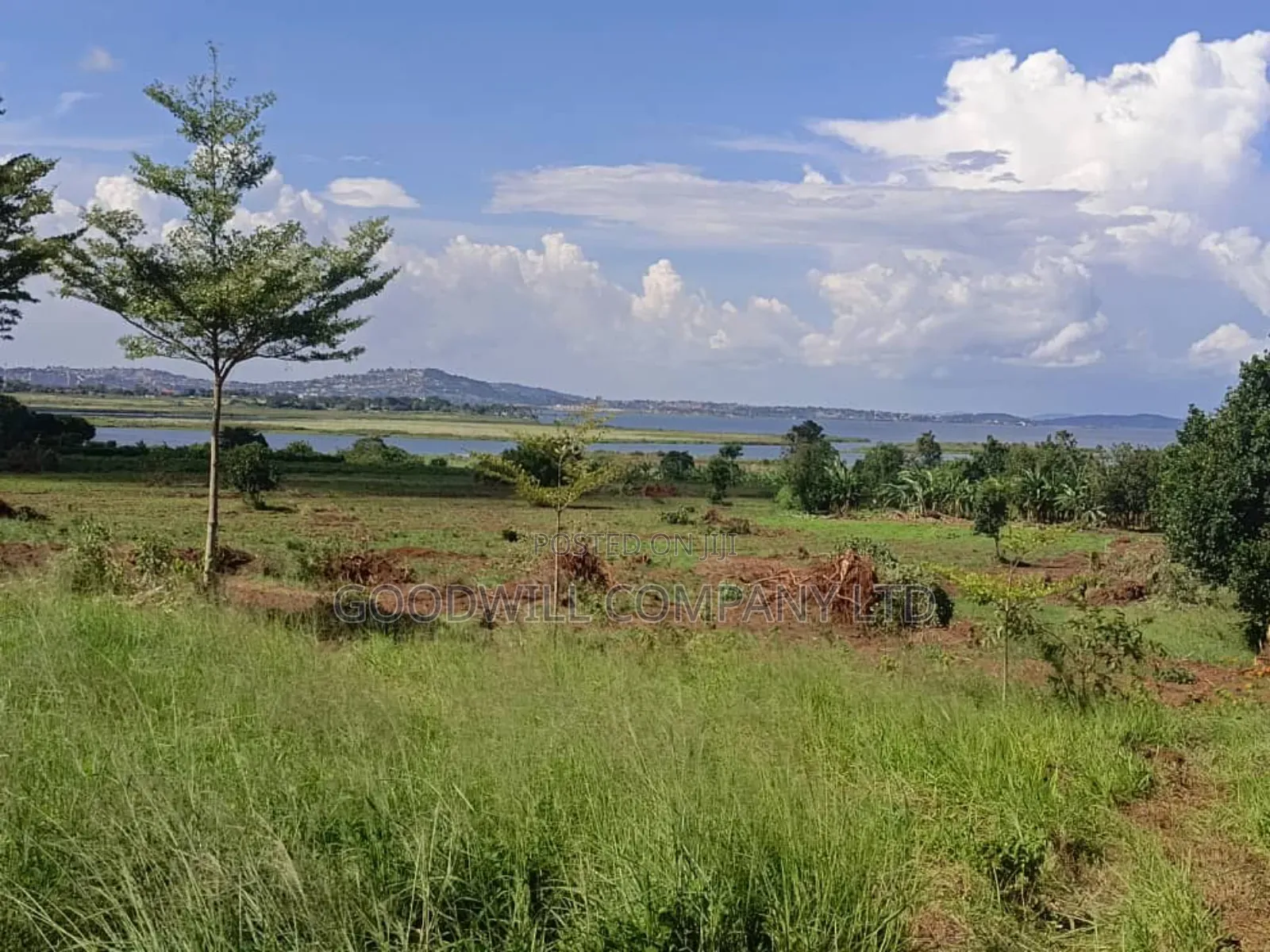 50 Acres of Land in Bwerenga Kawuku Entebbe Rd Touching on Lake Shore in Central Division