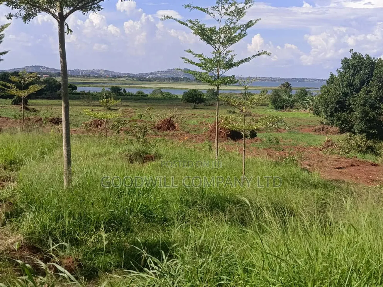 50 Acres of Land in Bwerenga Kawuku Entebbe Rd Touching on Lake Shore in Central Division
