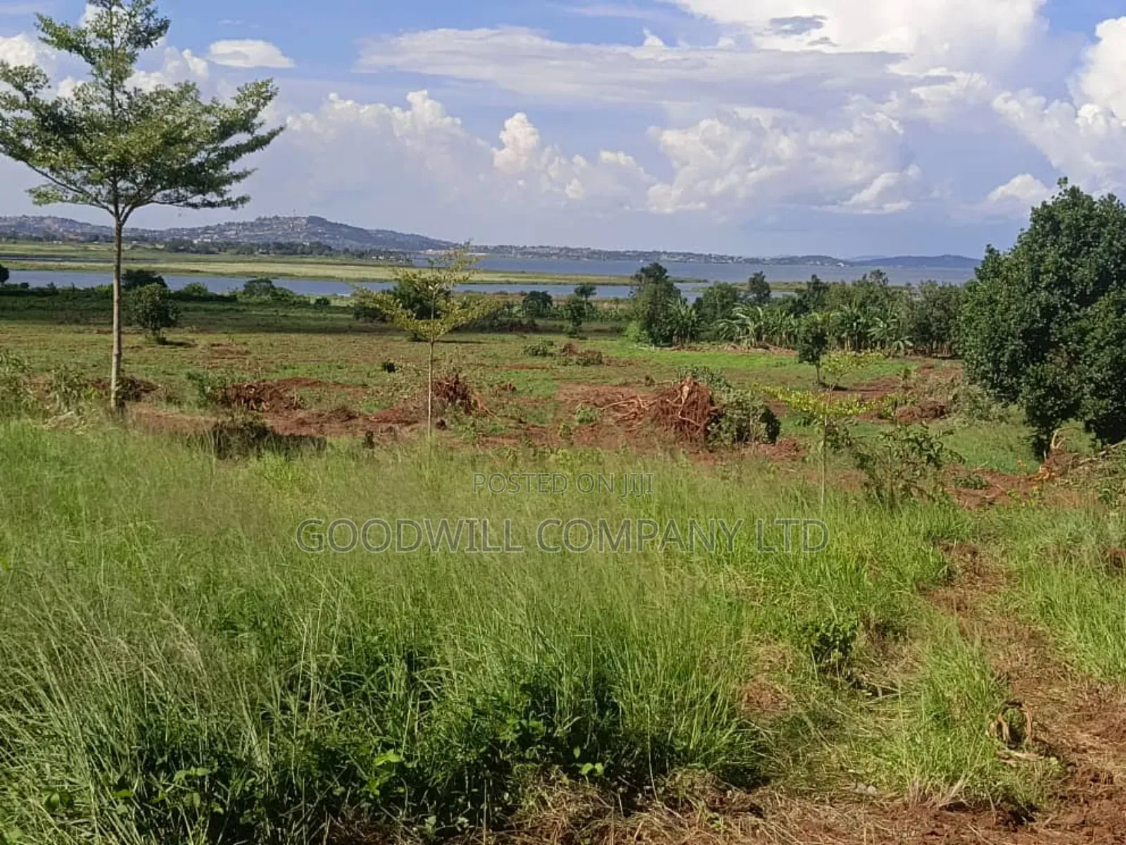 50 Acres of Land in Bwerenga Kawuku Entebbe Rd Touching on Lake Shore in Central Division