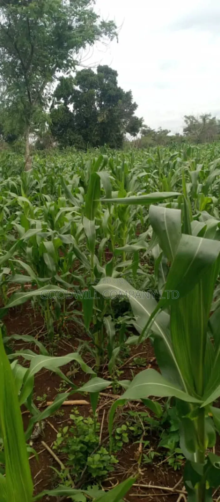 50 Acres of Land on Sale at Kamira After Kikyuusa W/T Private Mailo in Central Division