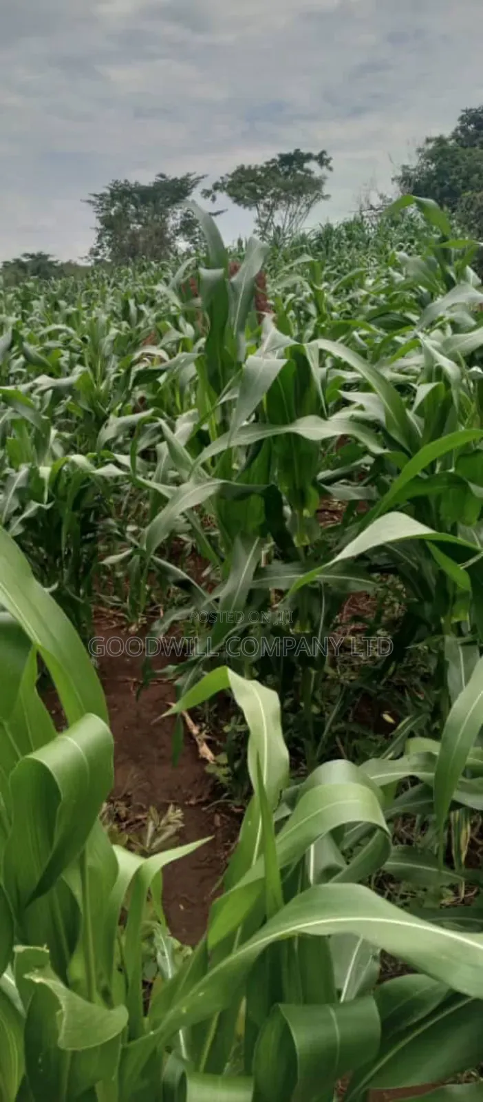 50 Acres of Land on Sale at Kamira After Kikyuusa W/T Private Mailo in Central Division