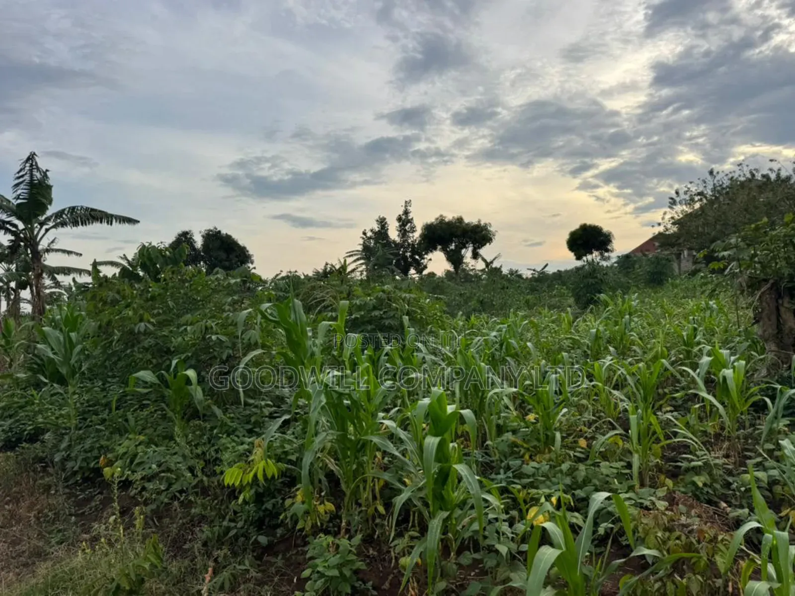 30 Acres of Land in Masaka Kinono for Sale, 12km Off Kinoni in Central Division