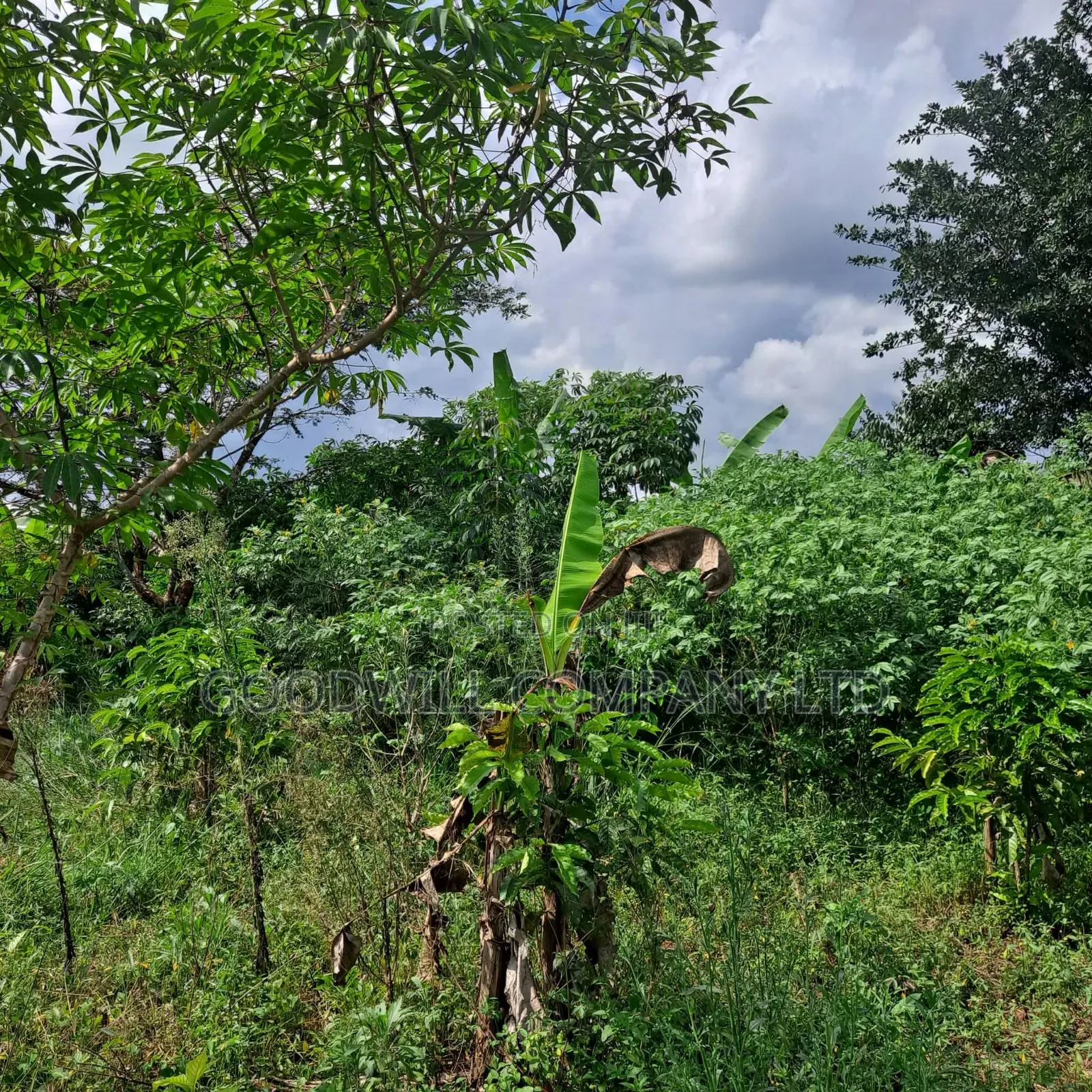 30 Acres of Land in Masaka Kinono for Sale, 12km Off Kinoni in Central Division