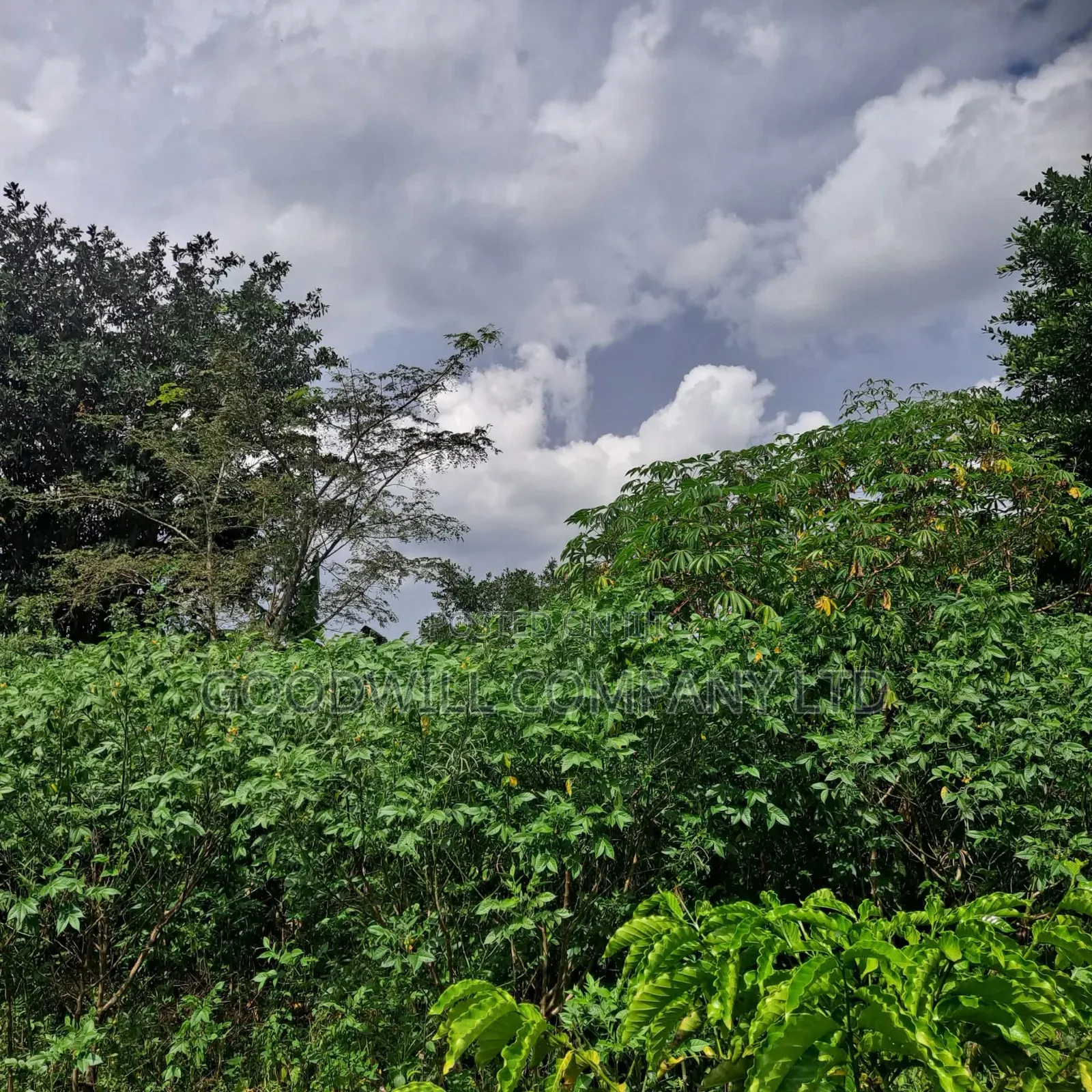 30 Acres of Land in Masaka Kinono for Sale, 12km Off Kinoni in Central Division