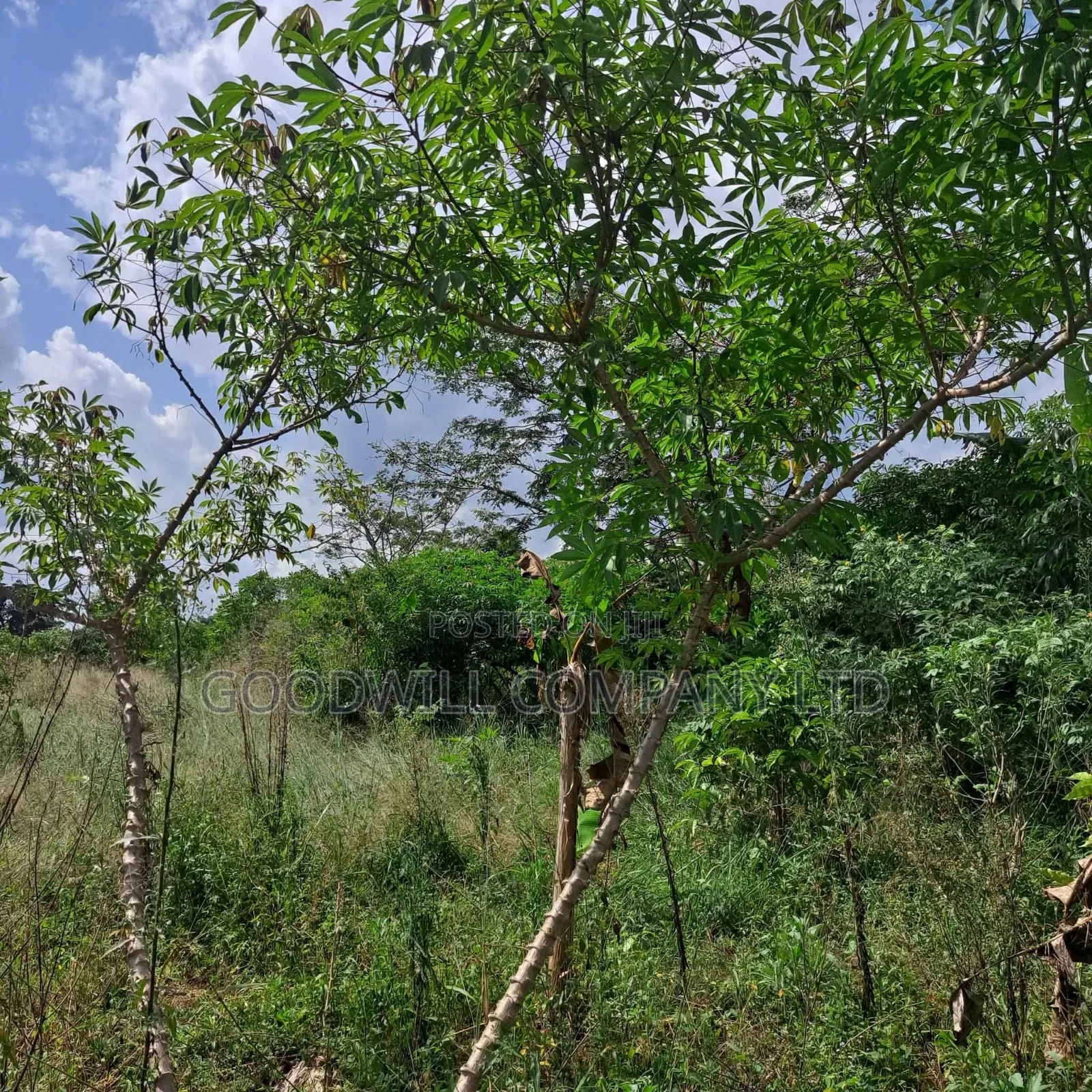 30 Acres of Land in Masaka Kinono for Sale, 12km Off Kinoni in Central Division