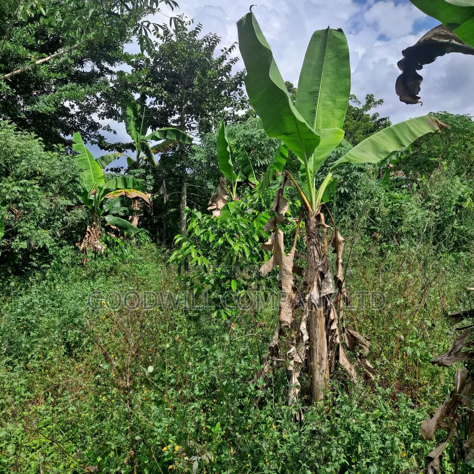 30 Acres of Land in Masaka Kinono for Sale, 12km Off Kinoni in Central Division