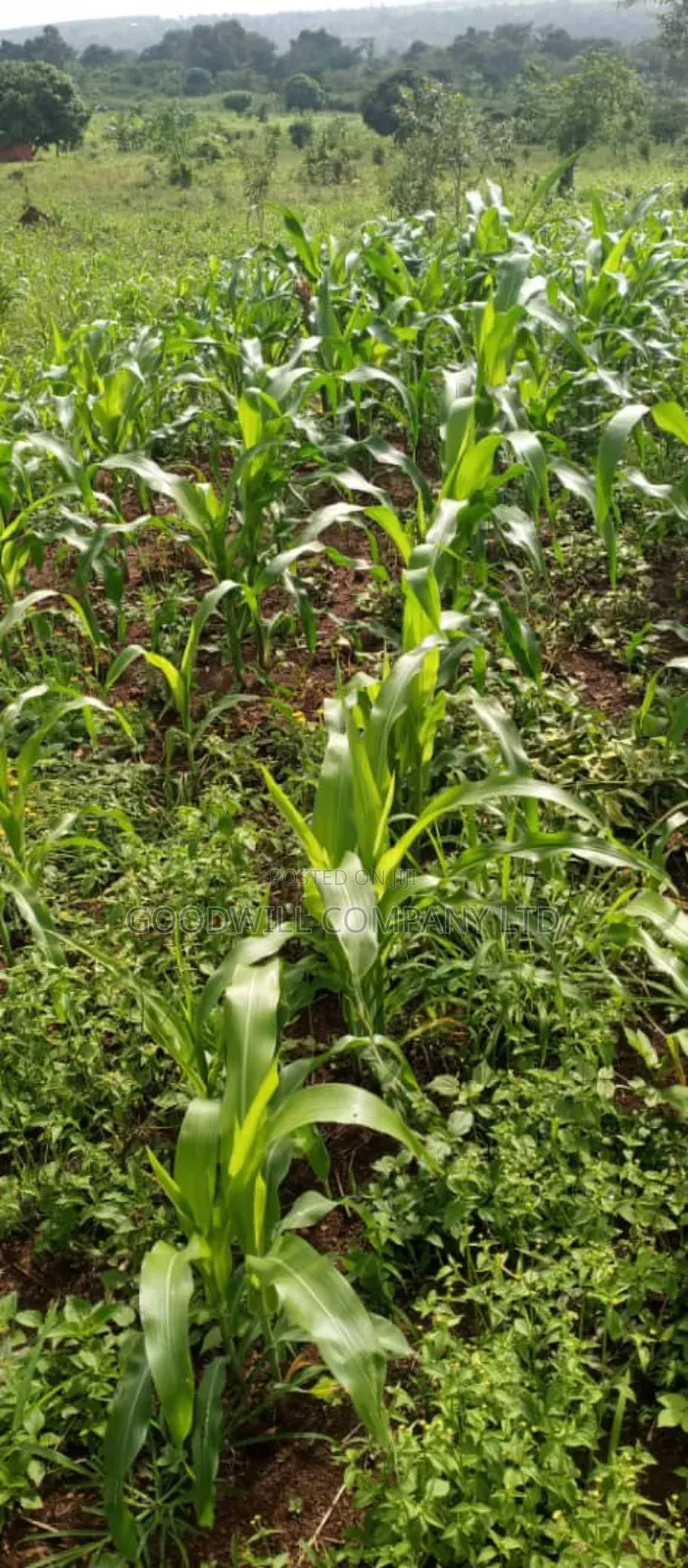 10 Acres of Land in Kiwanura Kikyusa Zirobwe Road in Central Division