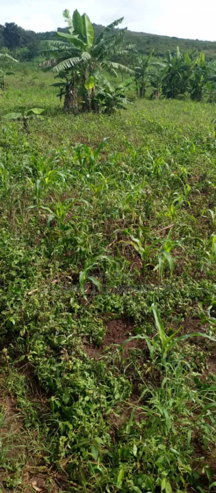 10 Acres of Land in Kiwanura Kikyusa Zirobwe Road in Central Division