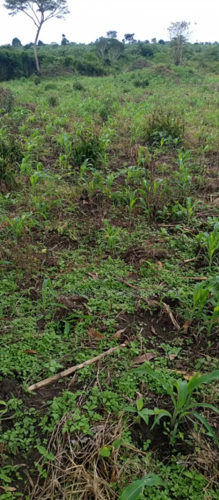 5 Acres of Land in Ngaaju Luwero 10km From Luwero Town in Central Division