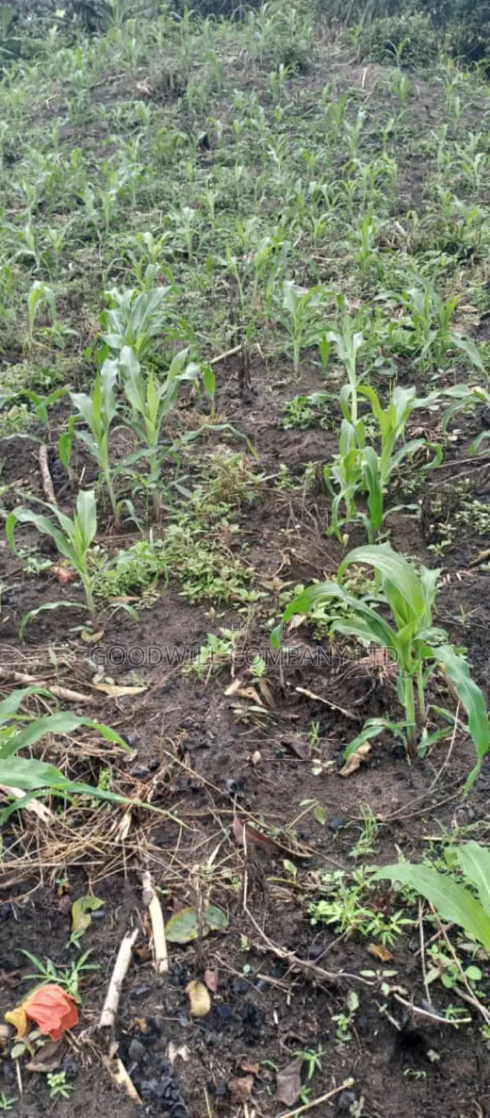 5 Acres of Land in Ngaaju Luwero 10km From Luwero Town in Central Division
