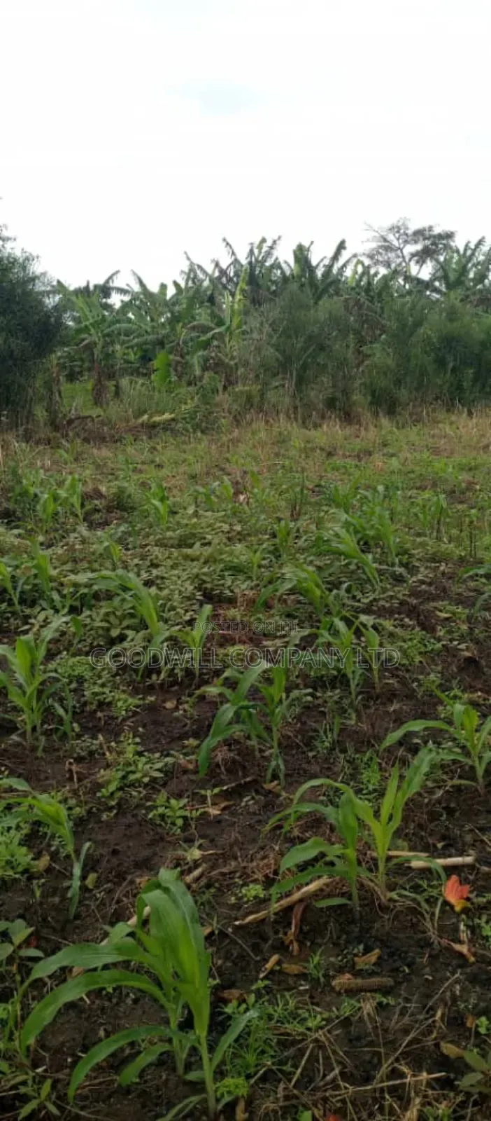 5 Acres of Land in Ngaaju Luwero 10km From Luwero Town in Central Division