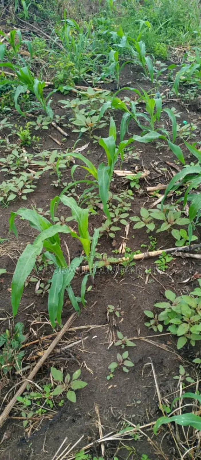 5 Acres of Land in Ngaaju Luwero 10km From Luwero Town in Central Division