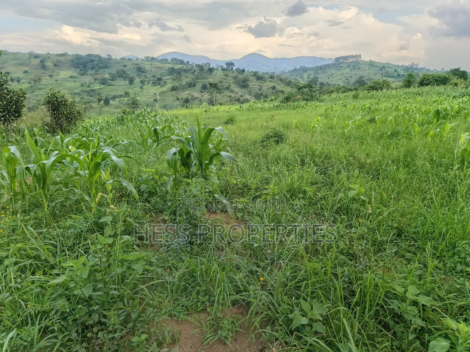6acres of Agricultural Land in Bufunjo Kyenjojo District in Kyenjojo