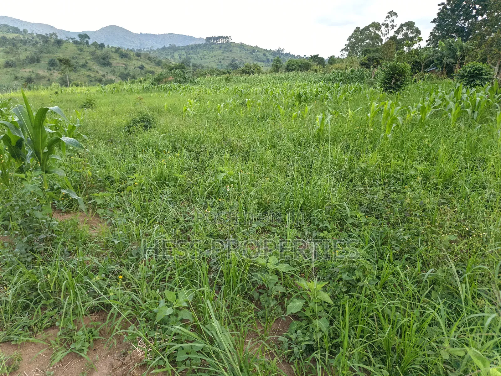 6acres of Agricultural Land in Bufunjo Kyenjojo District in Kyenjojo