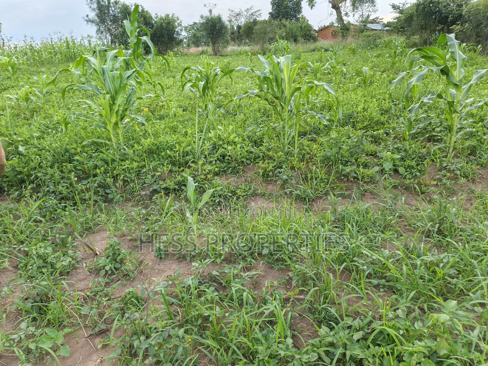 6acres of Agricultural Land in Bufunjo Kyenjojo District in Kyenjojo