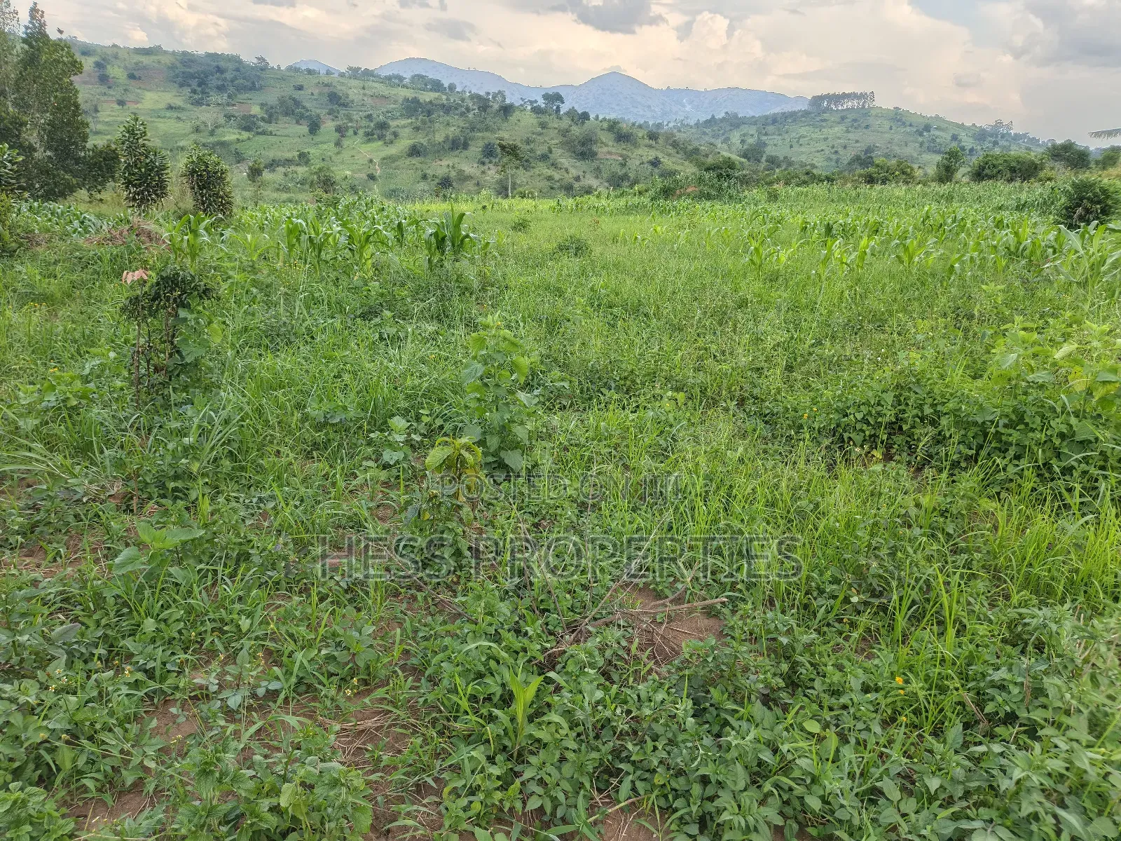 6acres of Agricultural Land in Bufunjo Kyenjojo District in Kyenjojo