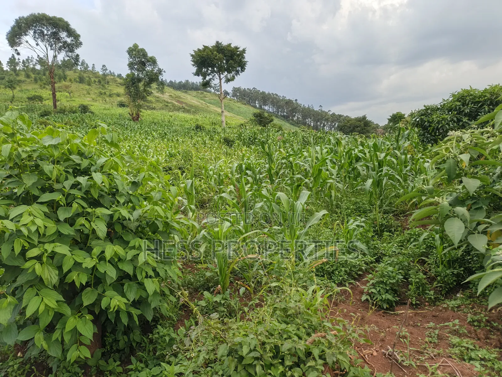 6acres of Agricultural Land in Bufunjo Kyenjojo District in Kyenjojo