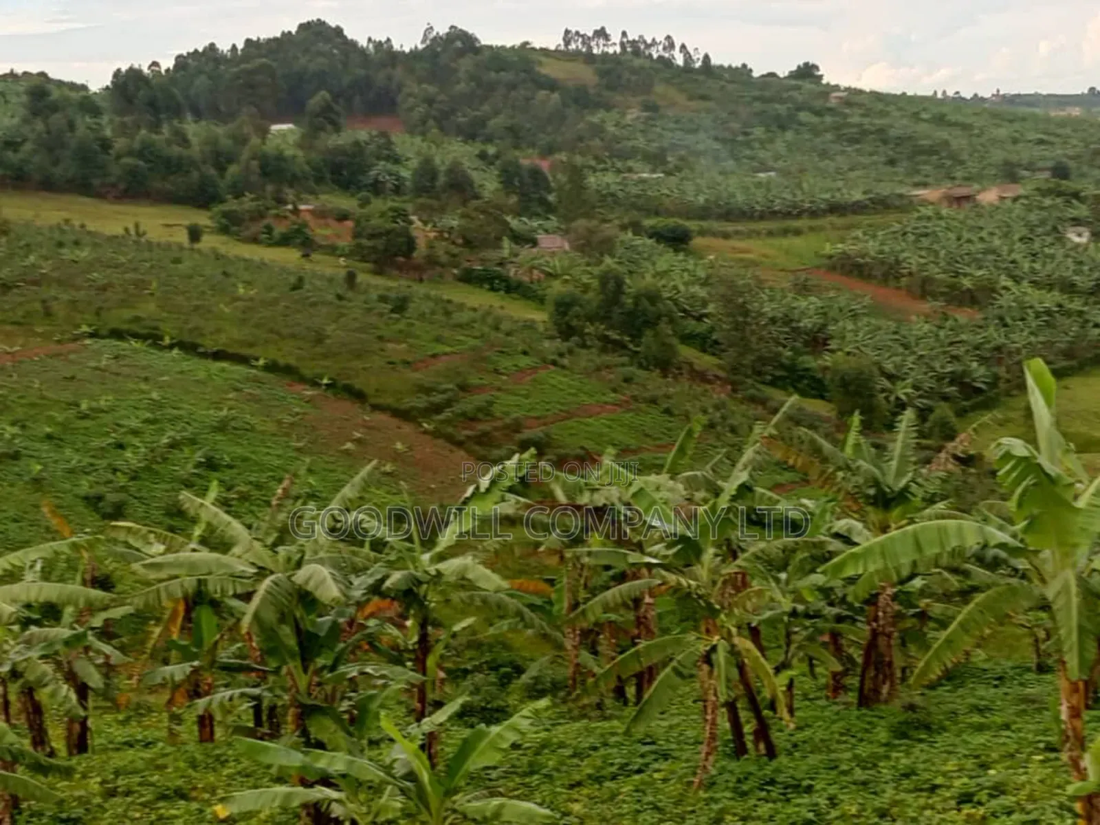15 Acres of Land in Kikonge Mityana Road (Private Mailo) for Sale in Central Division
