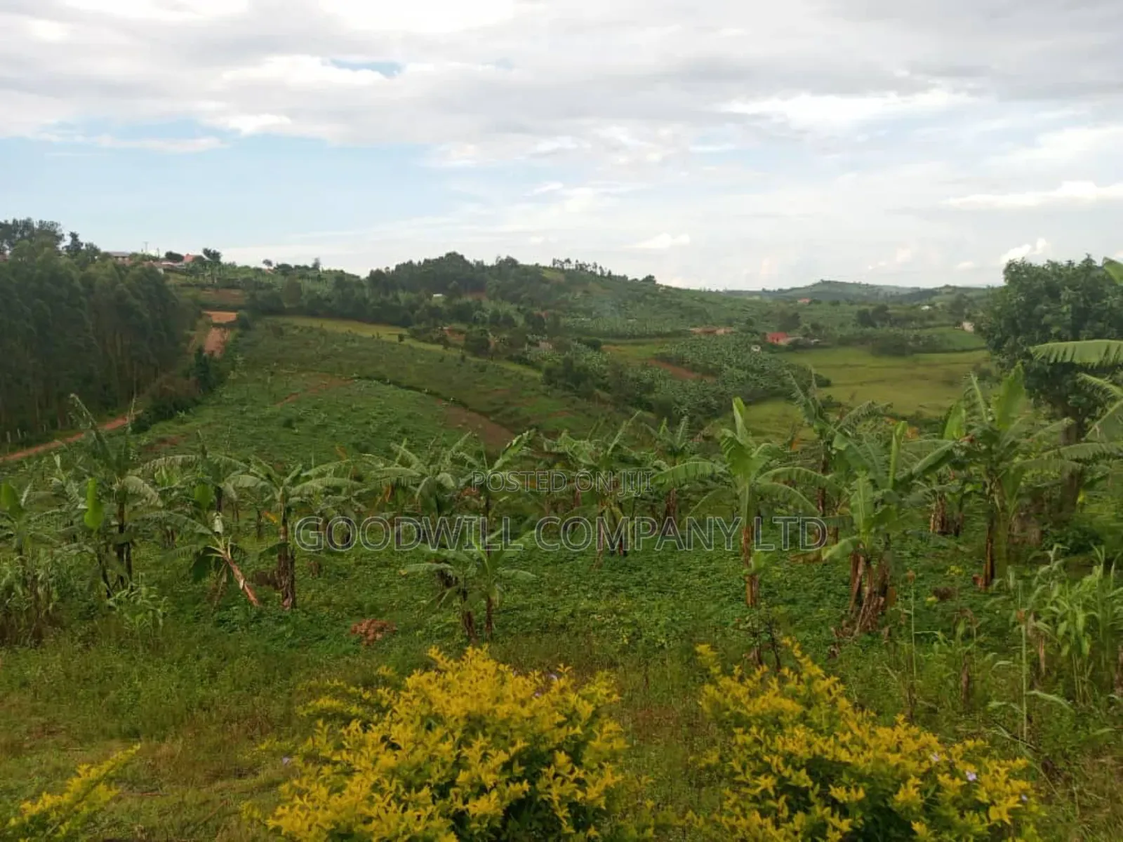 15 Acres of Land in Kikonge Mityana Road (Private Mailo) for Sale in Central Division