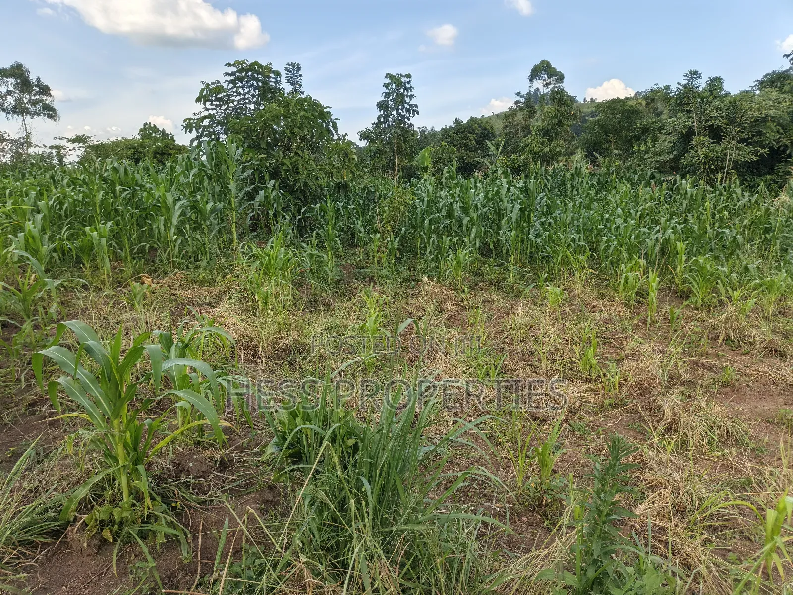 2.5acres of Land on Sale in Kyenjojo