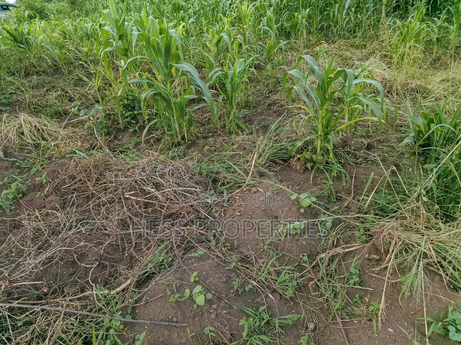 2.5acres of Land on Sale in Kyenjojo