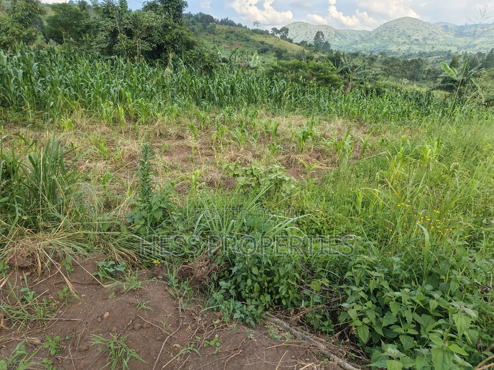 2.5acres of Land on Sale in Kyenjojo