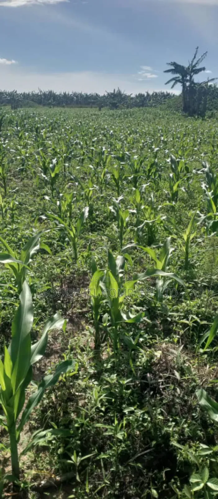 100 Acres of Land in Kamira Kikyuusa Zirobwe Road in Central Division