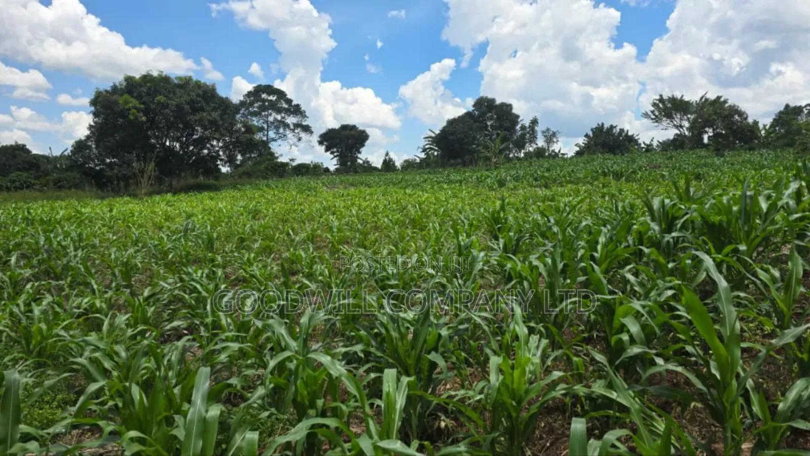 50 Acres of Land in Mukono Mpoma 4km Off Kayunga Road in Central Division