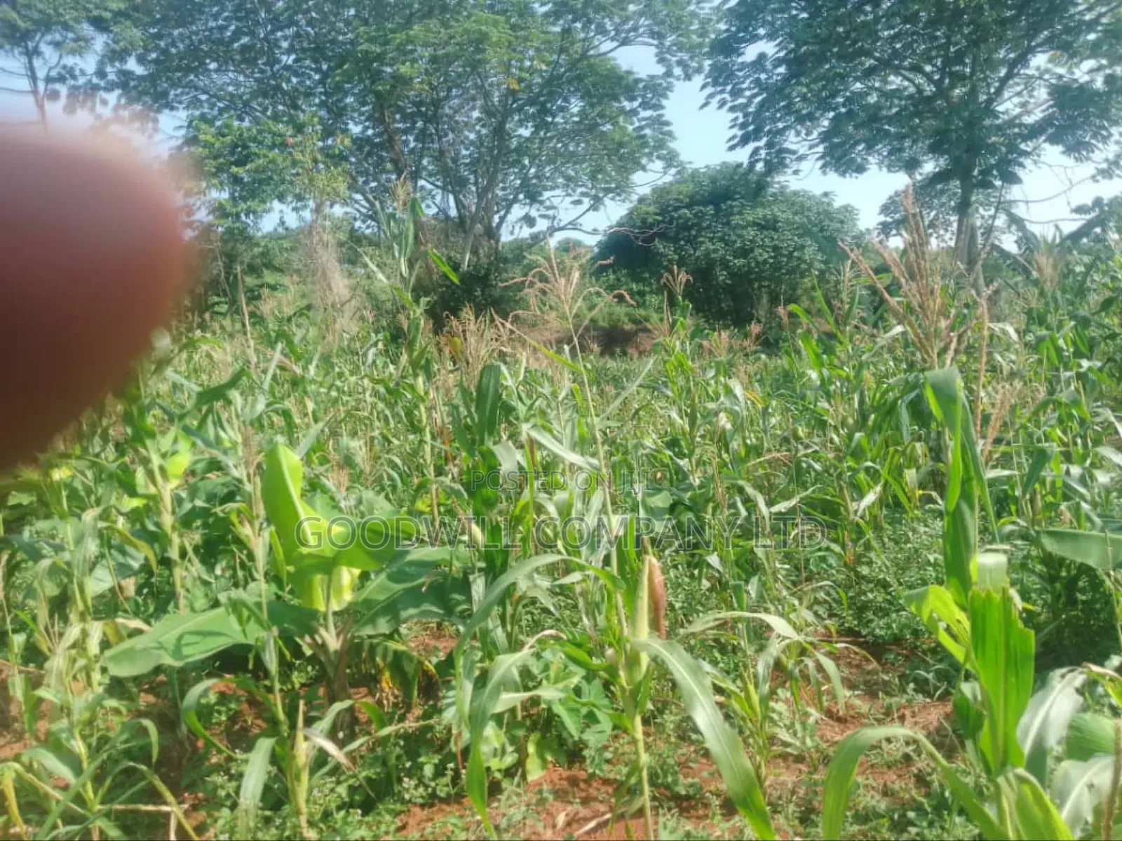 100 Acres of Land in Gaba -Ssi Nkokonjeru Private Milo Land Title in Central Division