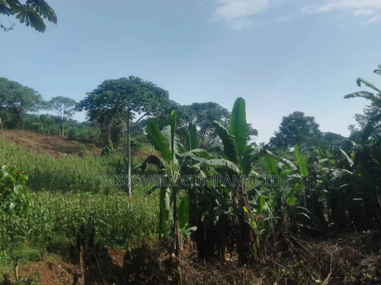100 Acres of Land in Gaba -Ssi Nkokonjeru Private Milo Land Title in Central Division