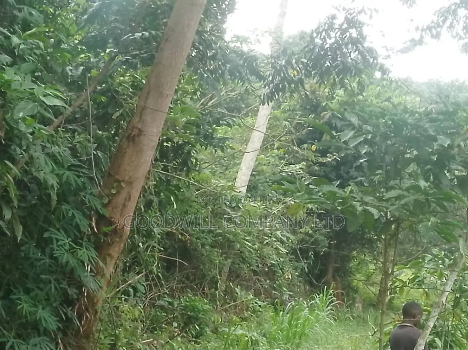 100 Acres of Land in Gaba -Ssi Nkokonjeru Private Milo Land Title in Central Division