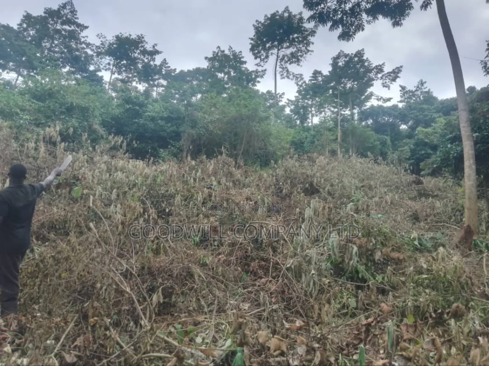 100 Acres of Land in Gaba -Ssi Nkokonjeru Private Milo Land Title in Central Division