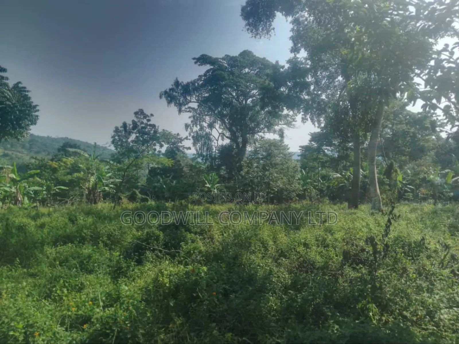 100 Acres of Land in Gaba -Ssi Nkokonjeru Private Milo Land Title in Central Division