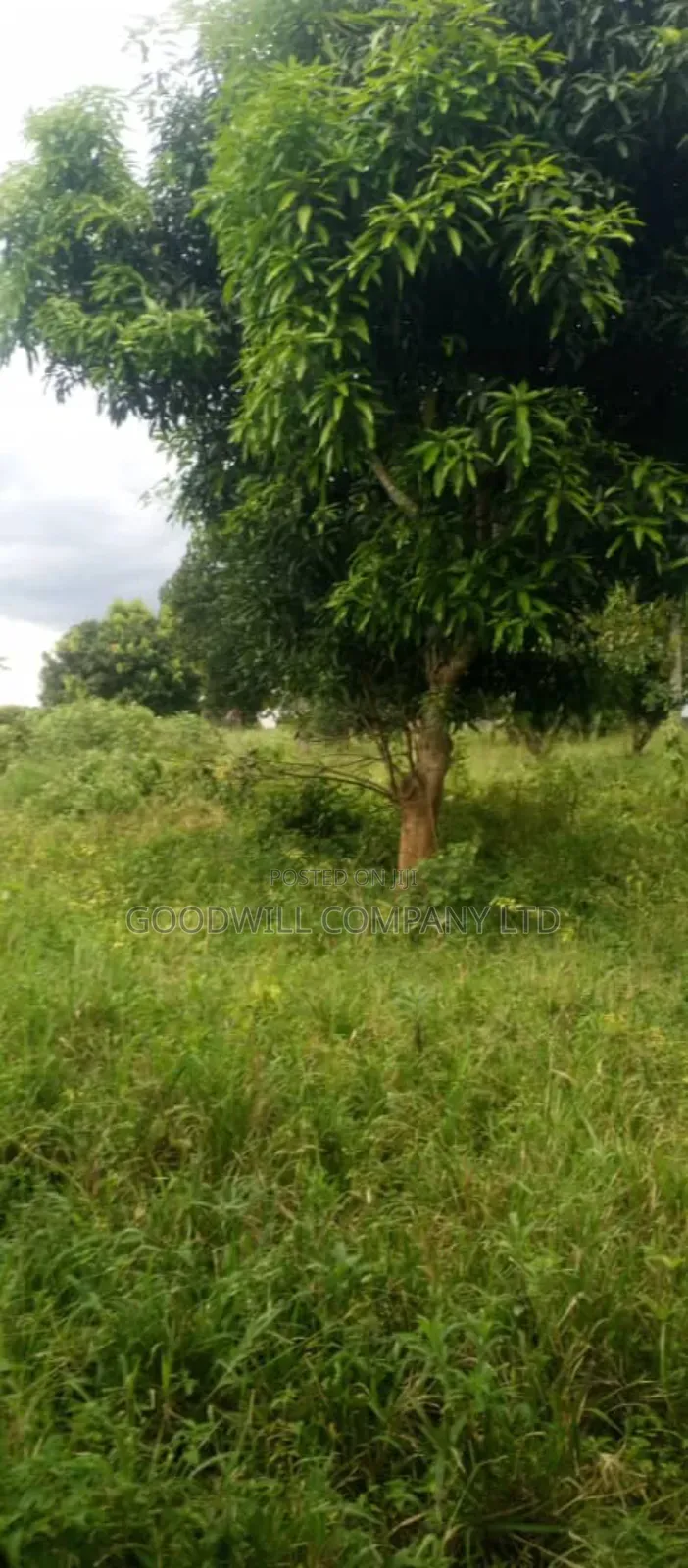 250 Acres of Land for Sale in Kabubu Nakaseke Private Mairo Land Title in Central Division