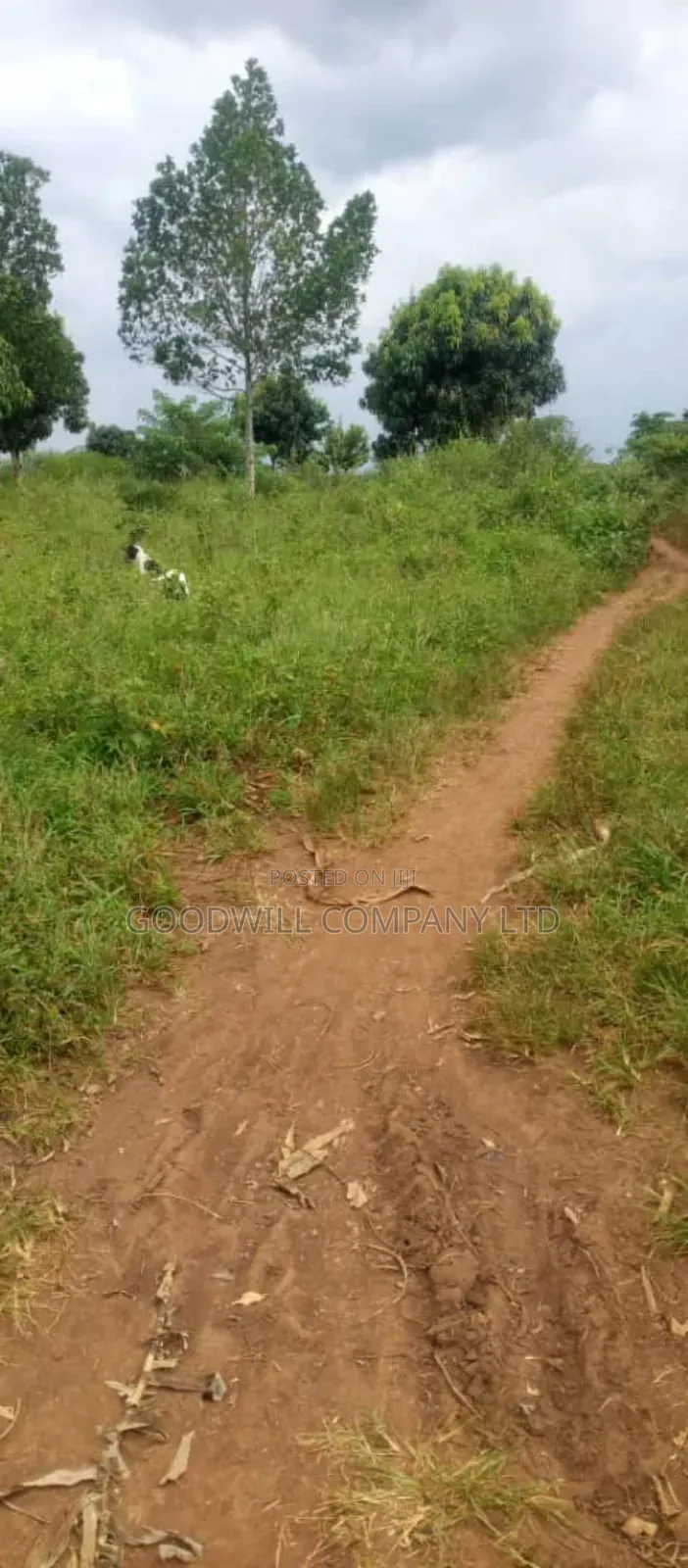250 Acres of Land for Sale in Kabubu Nakaseke Private Mairo Land Title in Central Division