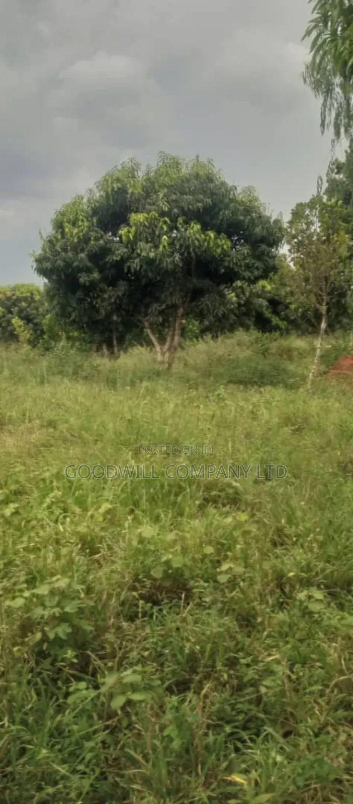 250 Acres of Land for Sale in Kabubu Nakaseke Private Mairo Land Title in Central Division