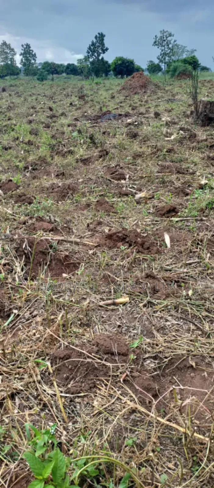 250 Acres of Land for Sale in Kabubu Nakaseke Private Mairo Land Title in Central Division