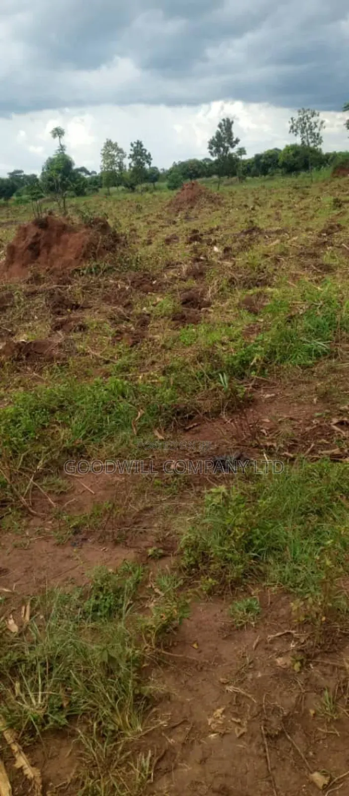 250 Acres of Land for Sale in Kabubu Nakaseke Private Mairo Land Title in Central Division