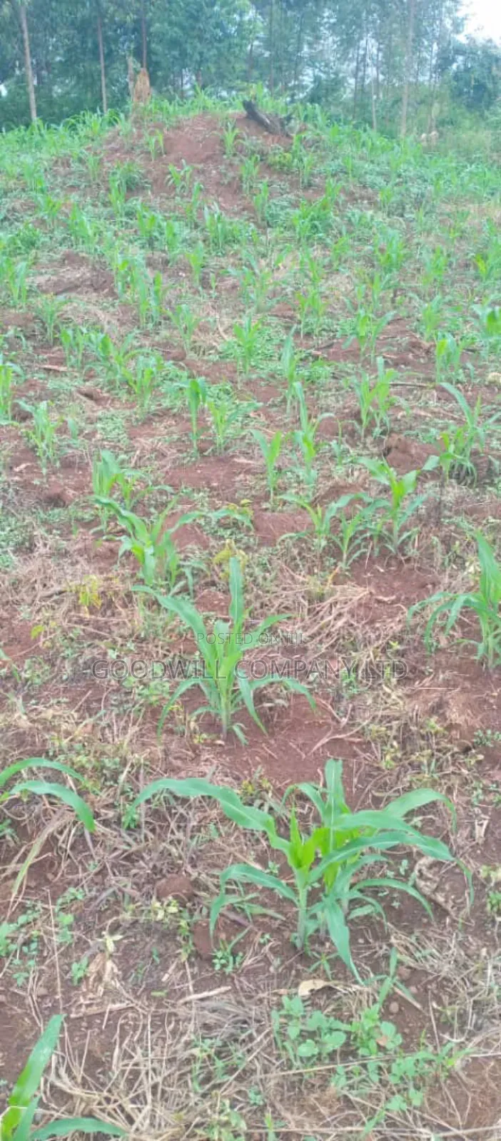 10 Acres of Land on Sale at Luwero Galikworeka in Central Division