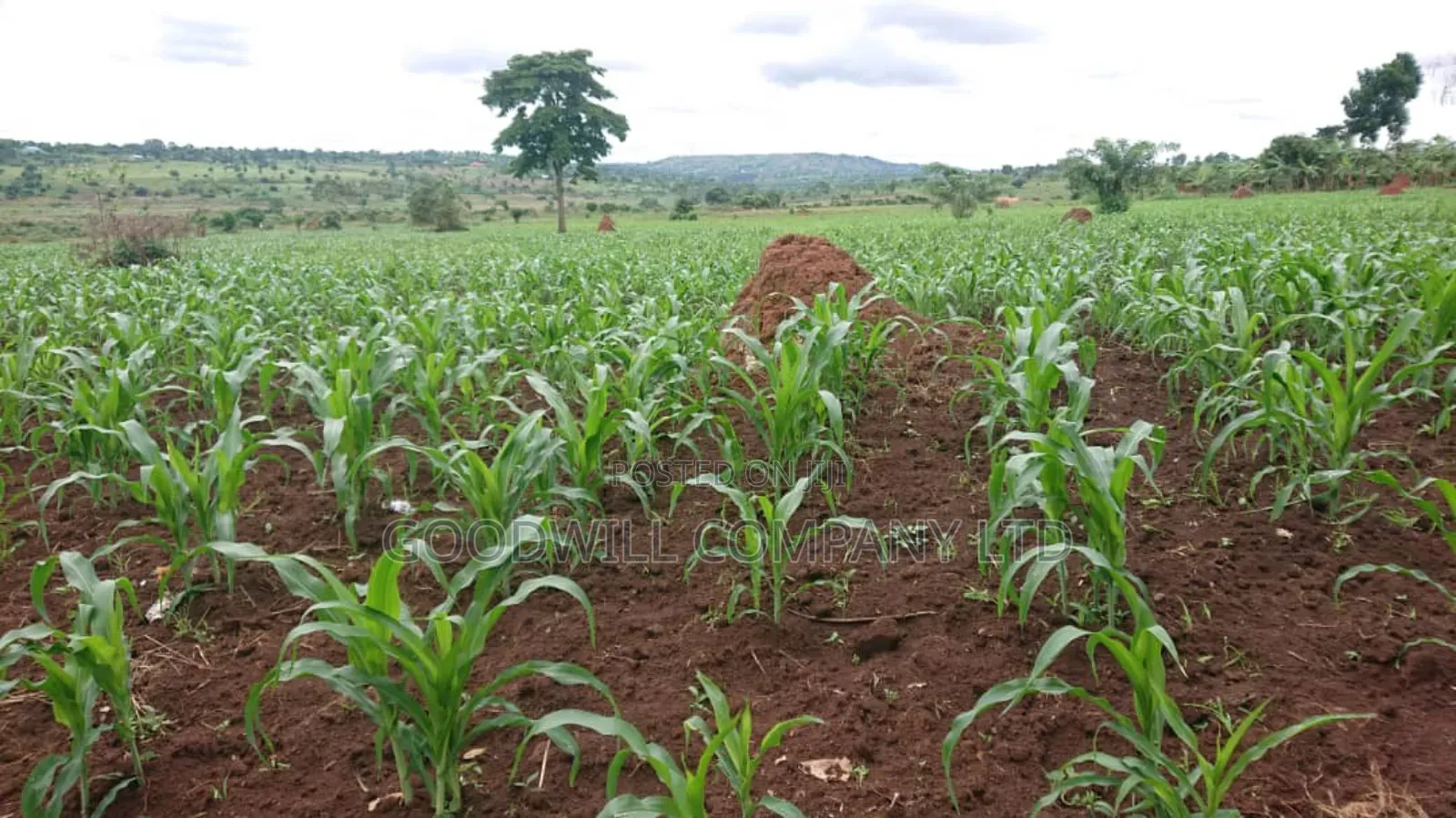 100 Acres of Land Mpigi Masaka Road, 60km From Kla,
3km Off Tarmac. in Central Division