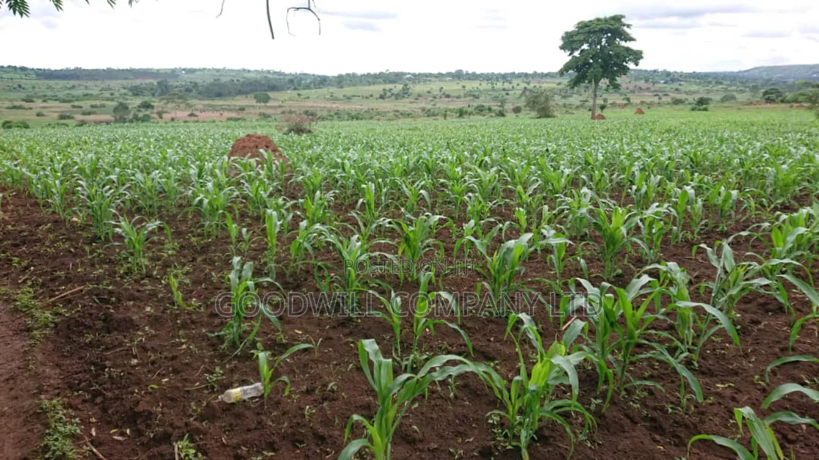 100 Acres of Land Mpigi Masaka Road, 60km From Kla,
3km Off Tarmac. in Central Division