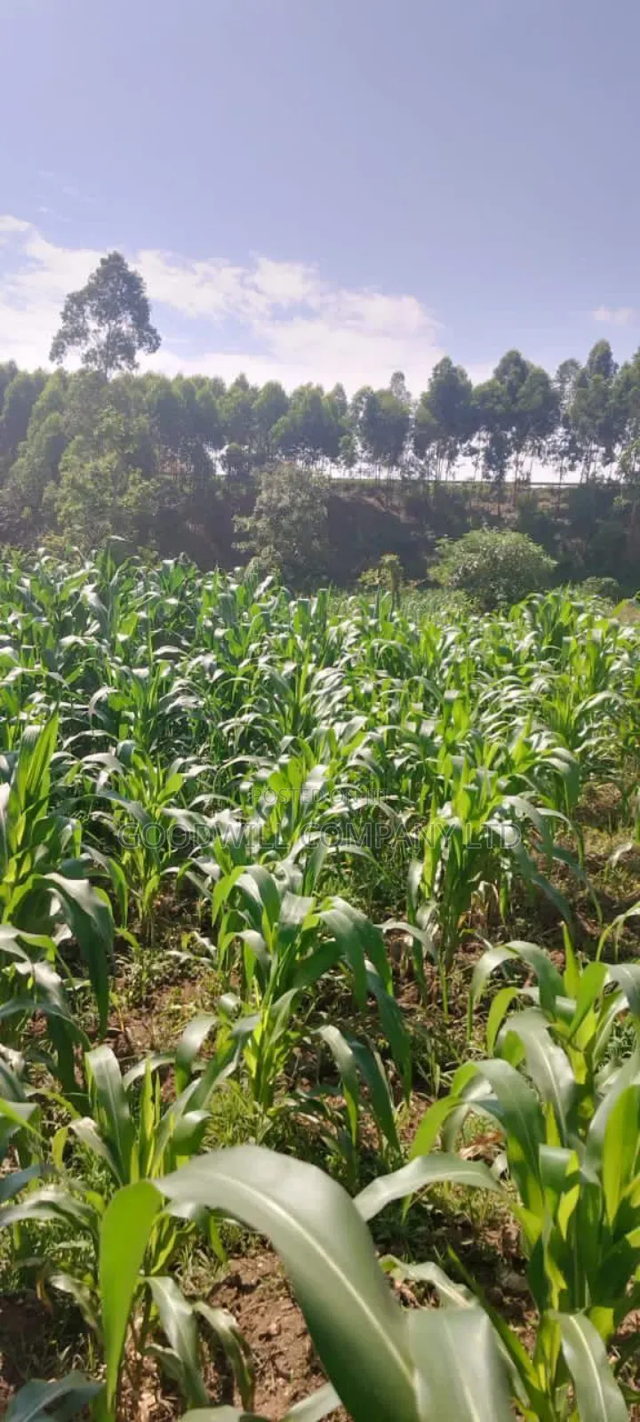 120 Acres of Land in Nakaseke Ngoma. in Central Division