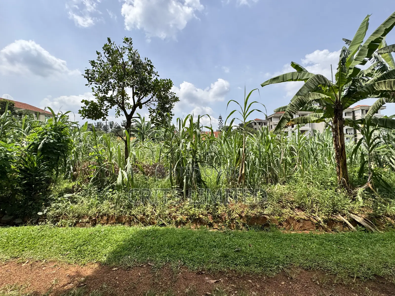 50 Decimals of Private Mailo Land for Sale – Kiwatule, Valley Road in Nakawa
