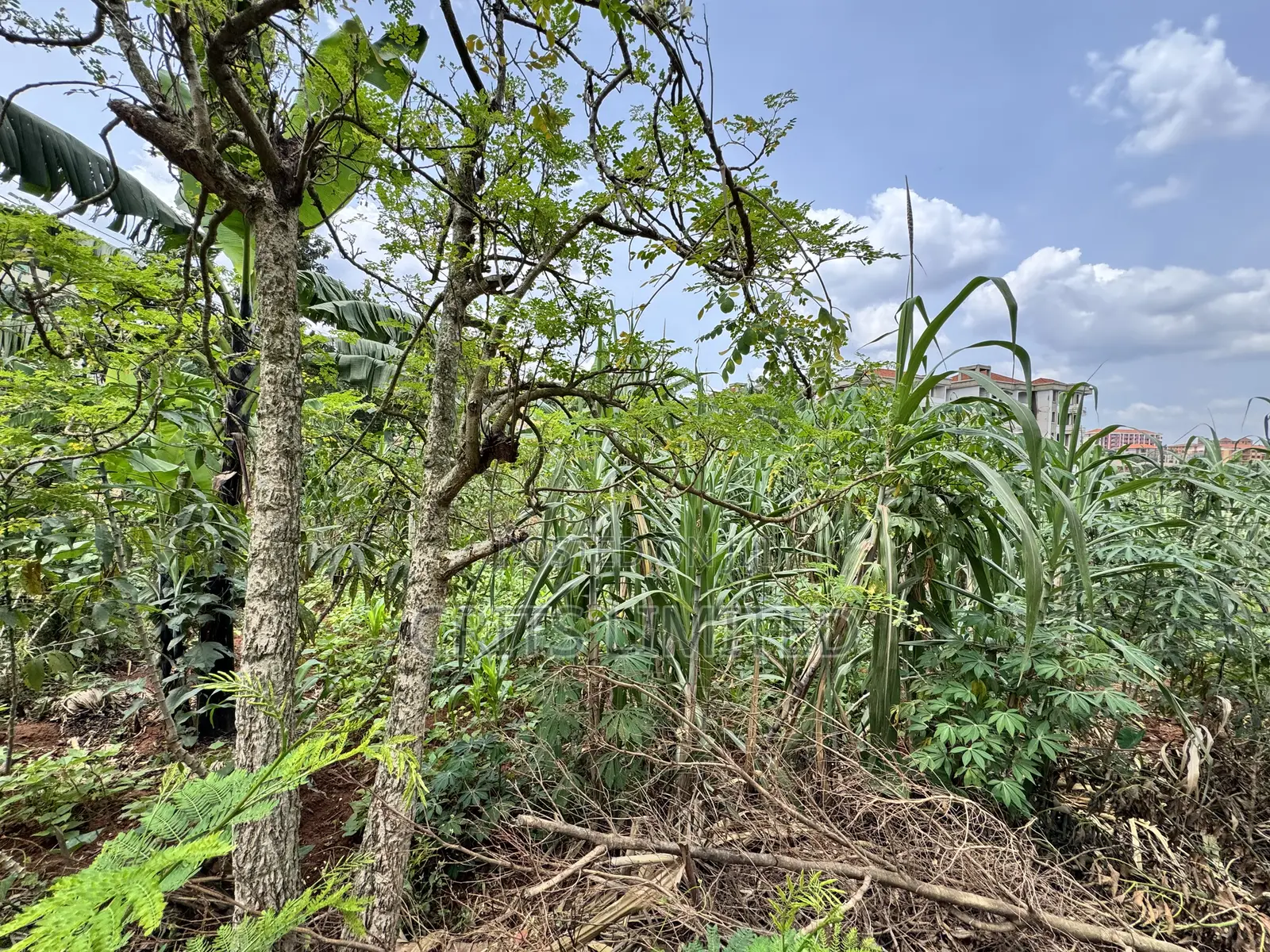 50 Decimals of Private Mailo Land for Sale – Kiwatule, Valley Road in Nakawa