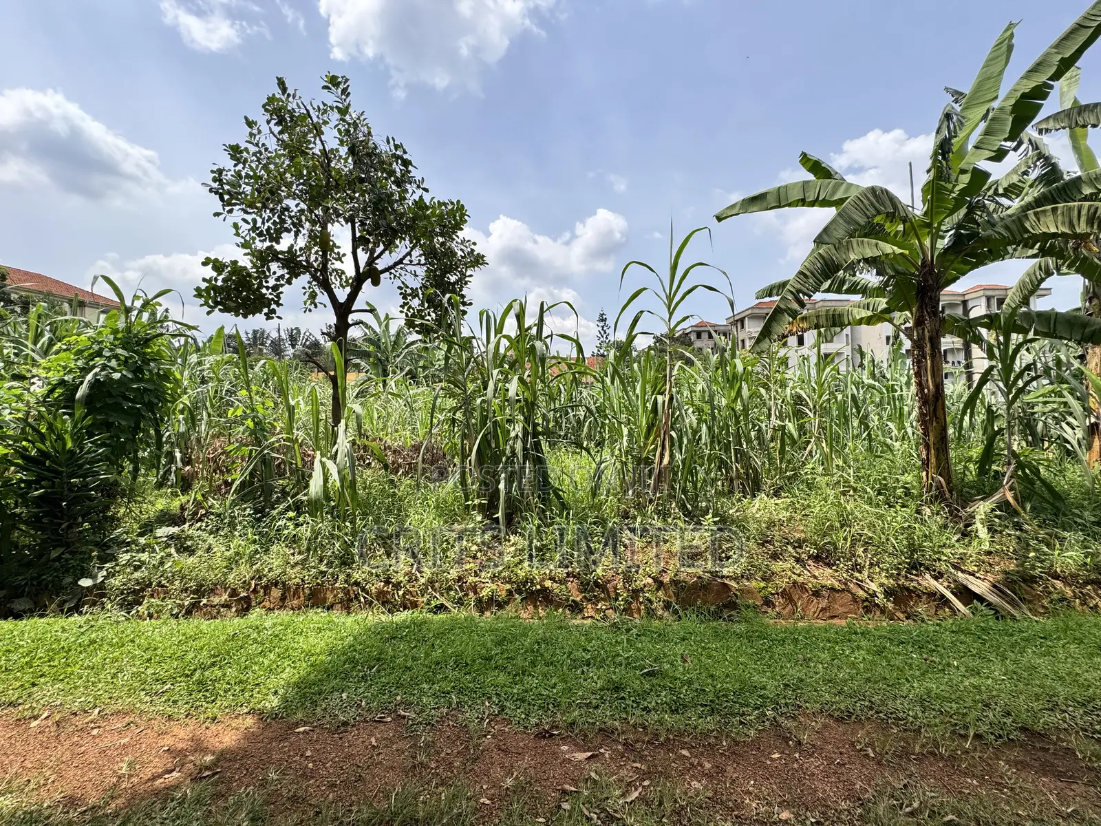 50 Decimals of Private Mailo Land for Sale – Kiwatule, Valley Road in Nakawa