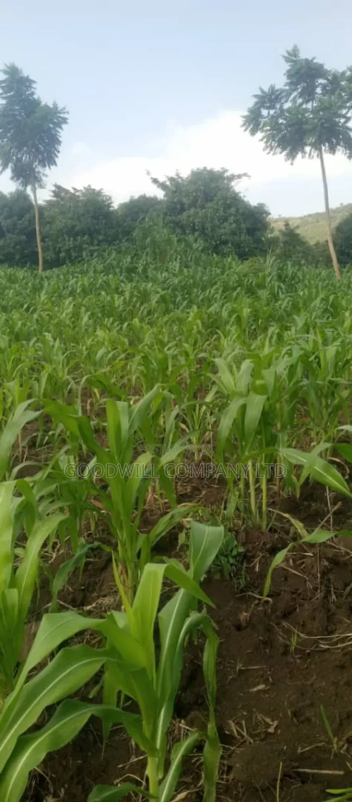 10 Acres on Sale in Kikyuusa Wabusaana Kankoole Village 9km From in Central Division