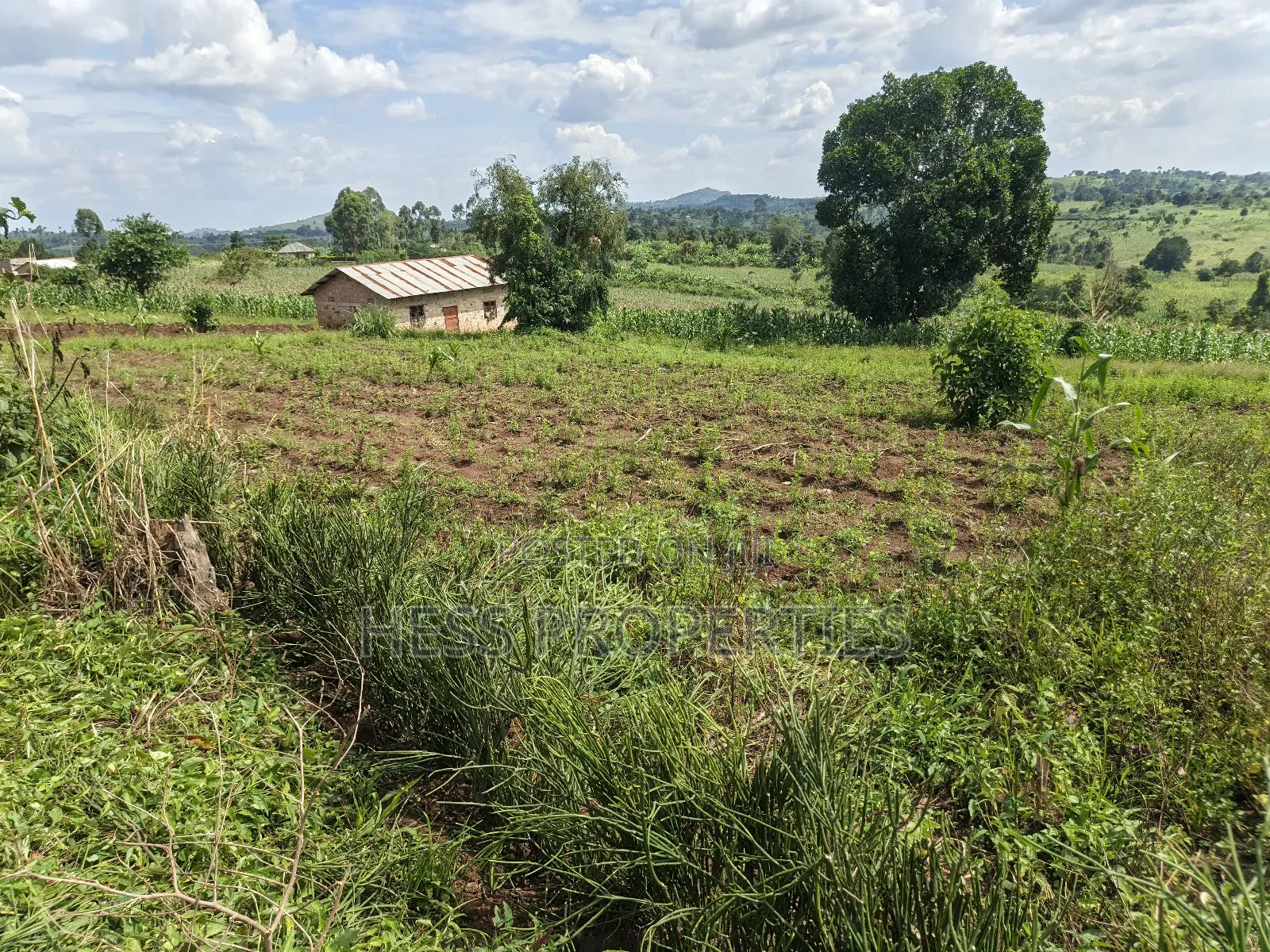 Agricultural Land on Sale in Kyenjojo