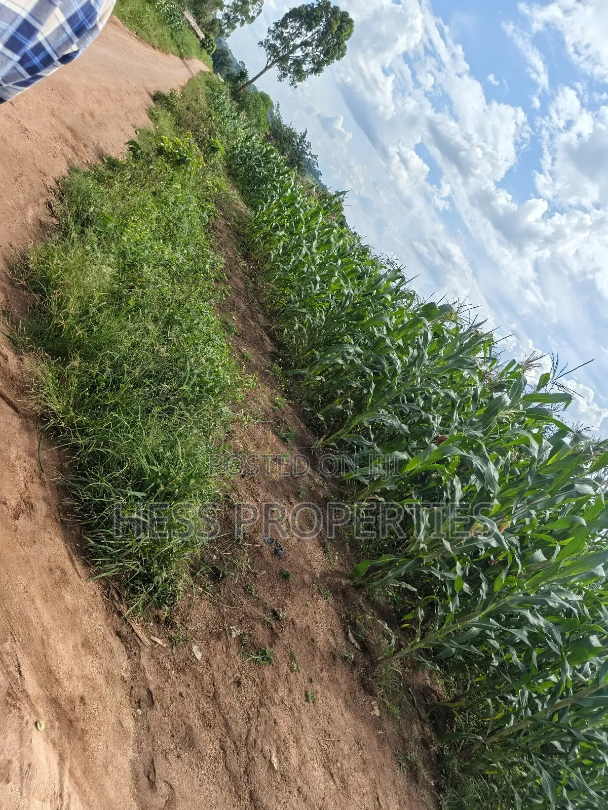 Agricultural Land on Sale in Kyenjojo